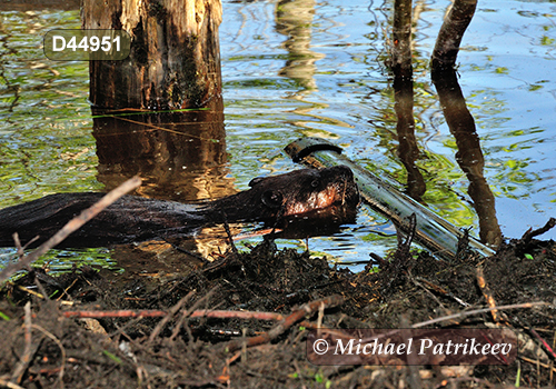 North American Beaver (Castor canadensis)